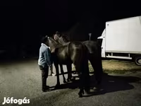 Kůň, Friesian — foto 2