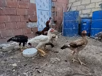 Chickens — photo 6