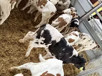 Toro, Simmental cattle — foto 1
