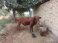 Krowa, Bydło — zdjęcie 1