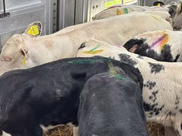 أبقار (دفعة، الجنس غير محدد), Simmental cattle