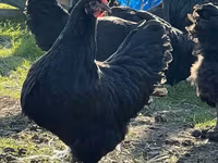 Australorp — foto 4