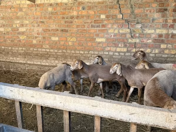 Вівця, Hissar sheep