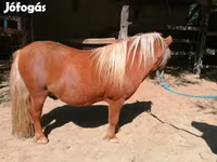 Кінь, Shetland Pony — фото 5