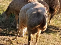 Ram, Sheep — photo 4