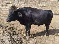 गाय, एबरडीन - एंगस — फ़ोटो 1