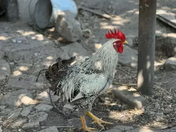 Chickens — أرمينيا