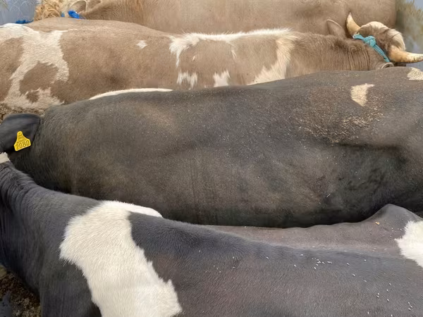 Krava, Russian Black pied cattle