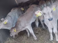 Buğa, Simmental cattle — foto 4