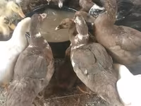 Ducks — photo 2