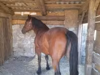 Égua, Međimurje horse — foto 2