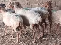 Sheep, Sheep — photo 1