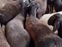 Sheep (batch, sex not specified), Sheep — photo 2