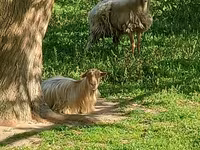 Qoyunlar (partiya, cinsi göstərilməyib), Qoyunlar — foto 4