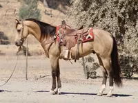 At, Quarter Horse — foto 4