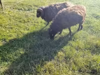 Owca, Ouessant sheep — zdjęcie 7