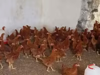 Chickens — Foto 4