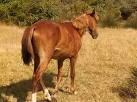 Horse (M), Azerbaijan horse — photo 2