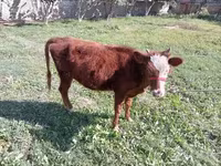Qoyunlar (partiya, cinsi göstərilməyib), Qoyunlar — foto 2