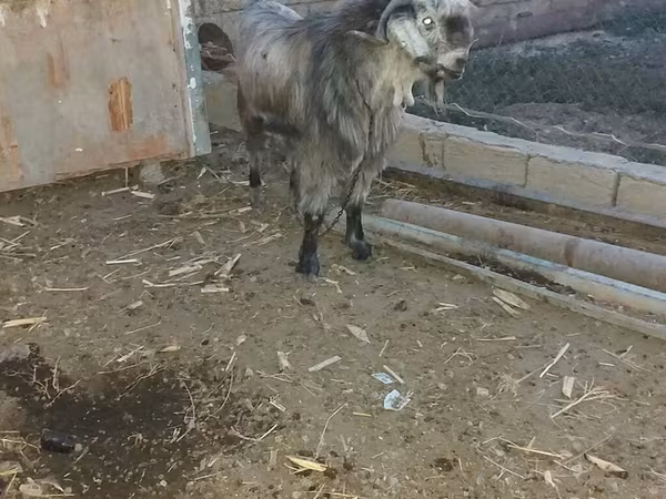 Keçi, Damask goat — Azərbaycan