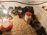 Australorp — foto 5