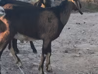 Keçi, Nubian Goat — foto 2