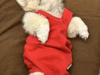 Reyal alıyıcıya endirim olunacaq Golden Pekinisdi üstündə daşıma — Foto 2