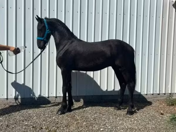 At, Dutch warmblood horse