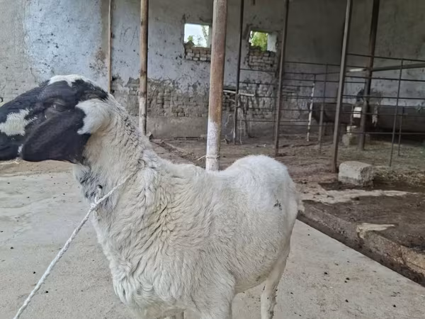 Widder, Blackheaded Persian sheep