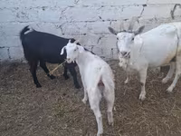Goat, Goats — photo 3