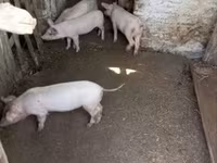 Prasnice, Prasata — foto 2
