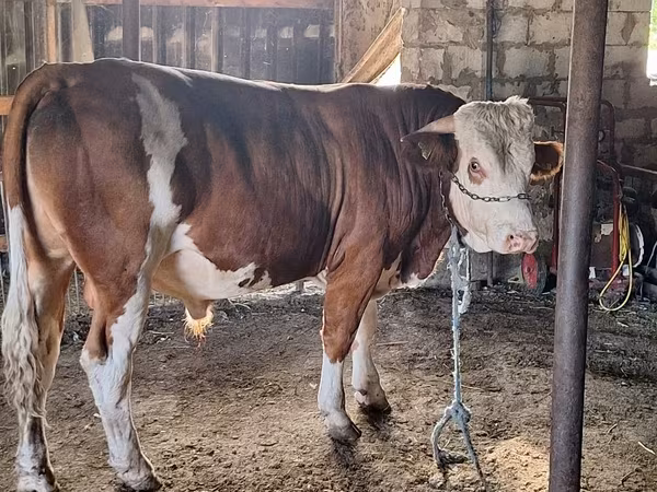 Bull, Cattle