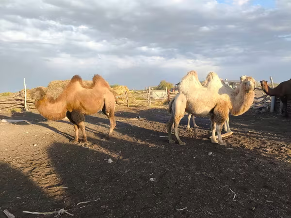 Верблюдиця, Kazakh Bactrian camel