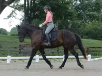 Hengst, Percheron — Foto 8