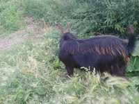 Ziegenbock, Ziegen — Foto 2