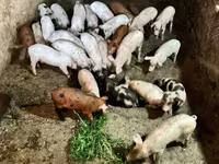 Eber, Schweine — Foto 5