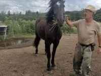 母马, Međimurje horse — 照片 2