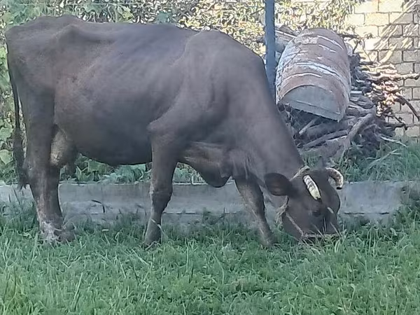 İnək, Swiss cattle
