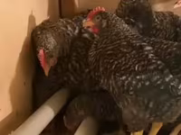 Slovenian Barred Hen — photo 3