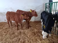 Cow, Limousin cow — photo 4