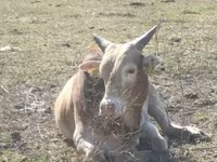 Touro, Zebu — foto 1