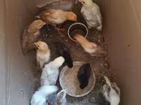 Chickens — photo 4