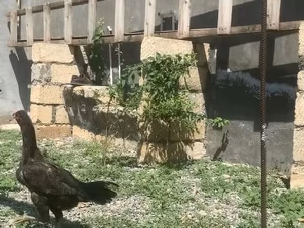 Chickens — Azerbaijan