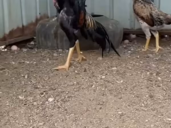Dominant