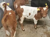 Cattle (batch, sex not specified), Simmental cattle — photo 2