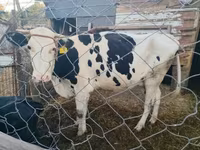 Vaca, Bovinos — foto 4