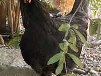 Chickens — photo 4