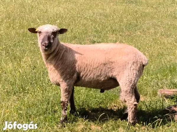 Qoʻchqor, Shroshire sheep