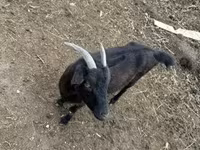 Cabras (lote, sexo não especificado), Cabras — foto 2