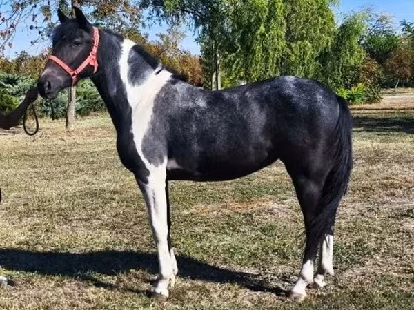 Égua, Cavalos